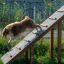 Hund auf der Hundeleiter im Garten.